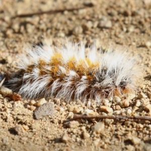 Anthela (genus) immature at Symonston, ACT - 18 Mar 2023