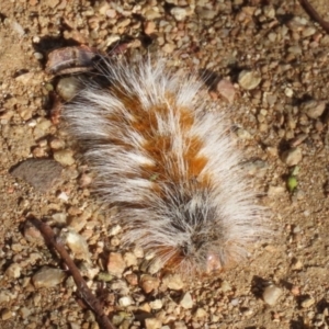 Anthela (genus) immature at Symonston, ACT - 18 Mar 2023