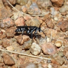 Turneromyia sp. (genus) (Zebra spider wasp) at Symonston, ACT - 18 Mar 2023 by RodDeb