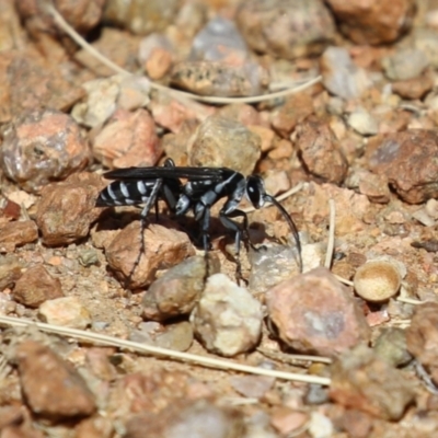 Turneromyia sp. (genus) (Zebra spider wasp) at Symonston, ACT - 18 Mar 2023 by RodDeb
