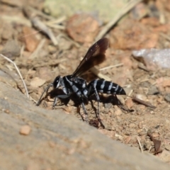 Turneromyia sp. (genus) at Symonston, ACT - 18 Mar 2023