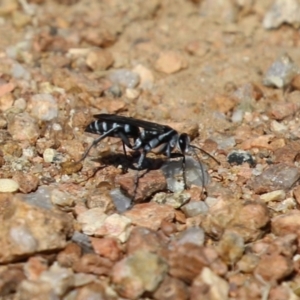 Turneromyia sp. (genus) at Symonston, ACT - 18 Mar 2023