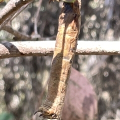 Geometridae (family) IMMATURE at Bruce, ACT - 18 Mar 2023
