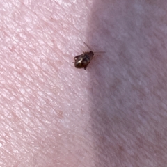 Alticini (tribe) (Unidentified flea beetle) at Bruce Ridge - 18 Mar 2023 by Hejor1