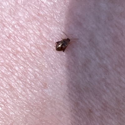 Alticini (tribe) (Unidentified flea beetle) at Bruce Ridge - 18 Mar 2023 by Hejor1