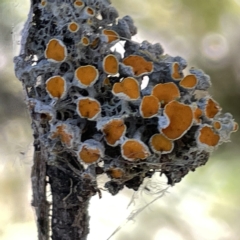 Teloschistes sp. (genus) (A lichen) at Bruce Ridge to Gossan Hill - 18 Mar 2023 by Hejor1