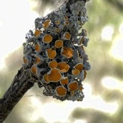 Teloschistes sp. (genus) at Bruce, ACT - 18 Mar 2023