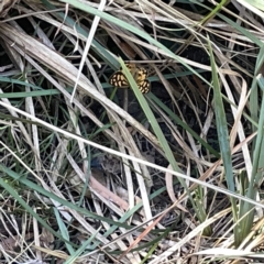 Heteronympha paradelpha (Spotted Brown) at Bruce Ridge to Gossan Hill - 18 Mar 2023 by Hejor1