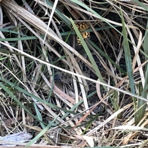 Heteronympha paradelpha at Bruce, ACT - 18 Mar 2023