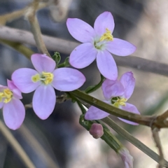 Centaurium sp. (Centaury) at Bruce, ACT - 18 Mar 2023 by Hejor1