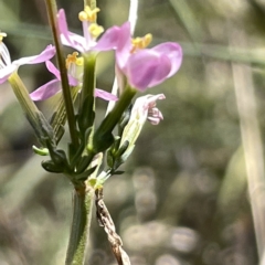 Centaurium sp. at Bruce, ACT - 18 Mar 2023 02:10 PM