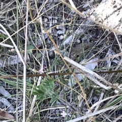 Centaurium sp. at Bruce, ACT - 18 Mar 2023