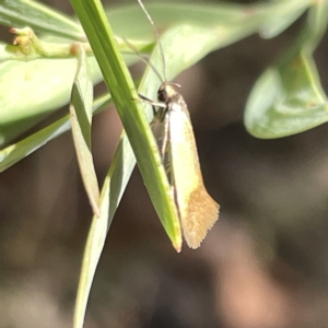 Merocroca automima at Bruce, ACT - 18 Mar 2023 01:52 PM