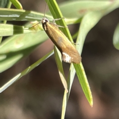 Merocroca automima at Bruce, ACT - 18 Mar 2023 01:52 PM