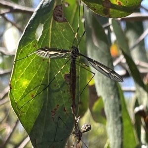 Ptilogyna sp. (genus) at Bruce, ACT - 18 Mar 2023