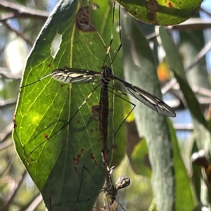Unidentified at suppressed - 18 Mar 2023