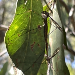 Ptilogyna sp. (genus) at Bruce, ACT - 18 Mar 2023