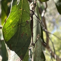 Ptilogyna sp. (genus) at Bruce, ACT - 18 Mar 2023