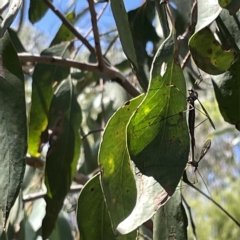 Ptilogyna sp. (genus) at Bruce, ACT - 18 Mar 2023