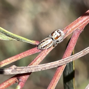 Opisthoncus abnormis at Bruce, ACT - 18 Mar 2023