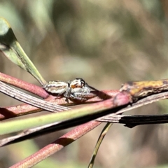 Opisthoncus abnormis at Bruce, ACT - 18 Mar 2023