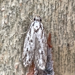 Oecophoridae (family) (Unidentified Oecophorid concealer moth) at Bruce, ACT - 18 Mar 2023 by Hejor1