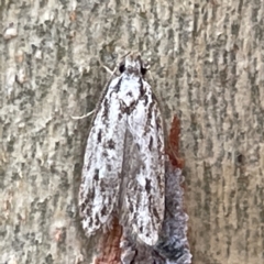 Oecophoridae (family) (Unidentified Oecophorid concealer moth) at Bruce, ACT - 18 Mar 2023 by Hejor1