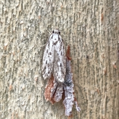 Oecophoridae (family) at Bruce, ACT - 18 Mar 2023