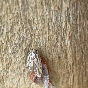 Oecophoridae (family) at Bruce, ACT - 18 Mar 2023