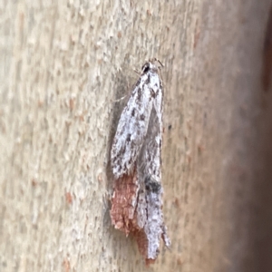 Oecophoridae (family) at Bruce, ACT - 18 Mar 2023