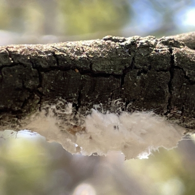 Unidentified Psyllid, lerp, aphid or whitefly (Hemiptera, several families) at Bruce, ACT - 18 Mar 2023 by Hejor1