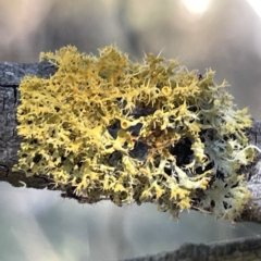 Unidentified Lichen at Bruce, ACT - 18 Mar 2023 by Hejor1
