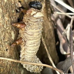 Perga sp. (genus) at Bruce Ridge to Gossan Hill - 18 Mar 2023 by Hejor1