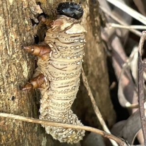 Perginae sp. (subfamily) at Bruce, ACT - 18 Mar 2023 01:17 PM