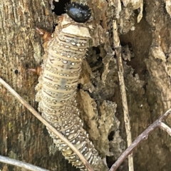 Perginae sp. (subfamily) at Bruce, ACT - 18 Mar 2023 01:17 PM