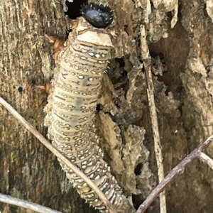 Perginae sp. (subfamily) at Bruce, ACT - 18 Mar 2023 01:17 PM