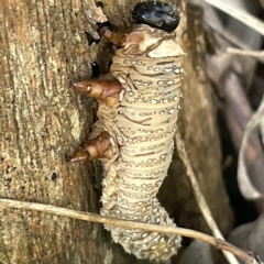 Perginae sp. (subfamily) at Bruce, ACT - 18 Mar 2023 01:17 PM