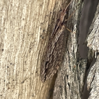 Hemerobiidae sp. (family) (Unidentified brown lacewing) at Bruce, ACT - 18 Mar 2023 by Hejor1