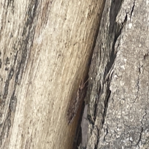 Hemerobiidae sp. (family) at Bruce, ACT - 18 Mar 2023 01:17 PM