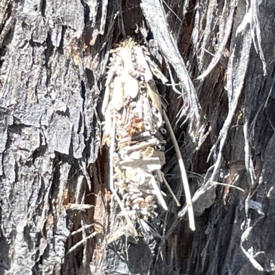 Psychidae (family) IMMATURE (Unidentified case moth or bagworm) at Bruce Ridge to Gossan Hill - 18 Mar 2023 by Hejor1