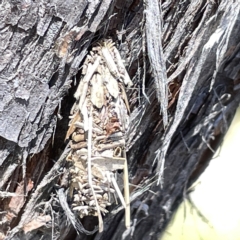 Psychidae (family) IMMATURE at Bruce, ACT - 18 Mar 2023 01:16 PM