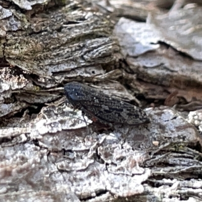 Nimbopsocus sp. (genus) (A plant louse) at Bruce Ridge - 18 Mar 2023 by Hejor1