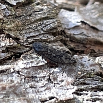 Nimbopsocus sp. (genus) (A plant louse) at Bruce Ridge to Gossan Hill - 18 Mar 2023 by Hejor1