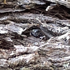 Unidentified at suppressed - 18 Mar 2023