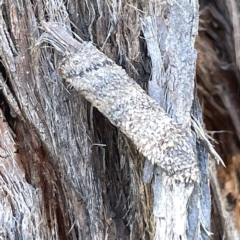 Trigonocyttara clandestina (Less-stick Case Moth) at Bruce Ridge to Gossan Hill - 18 Mar 2023 by Hejor1