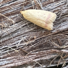 Heteroteucha occidua (A concealer moth (Wingia group)) at Bruce, ACT - 18 Mar 2023 by Hejor1