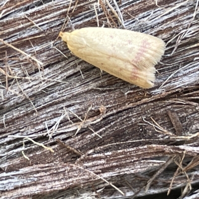 Heteroteucha occidua (A concealer moth) at Bruce Ridge - 18 Mar 2023 by Hejor1
