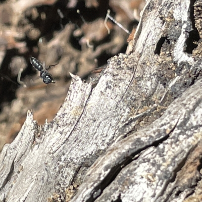 Unidentified Bee (Hymenoptera, Apiformes) at Bruce, ACT - 18 Mar 2023 by Hejor1