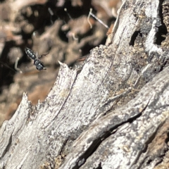 Halictidae (family) at Bruce Ridge - 18 Mar 2023 by Hejor1