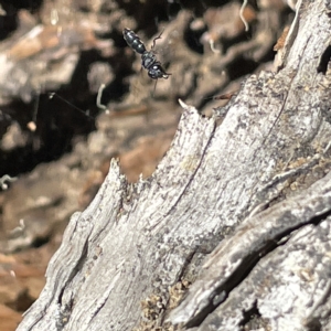 Halictidae (family) at Bruce Ridge to Gossan Hill - 18 Mar 2023 01:08 PM